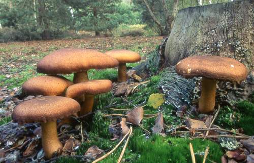 04 Tricolomopsis Rutilans 25 copy.jpg - Tricolomopsis Rutilans